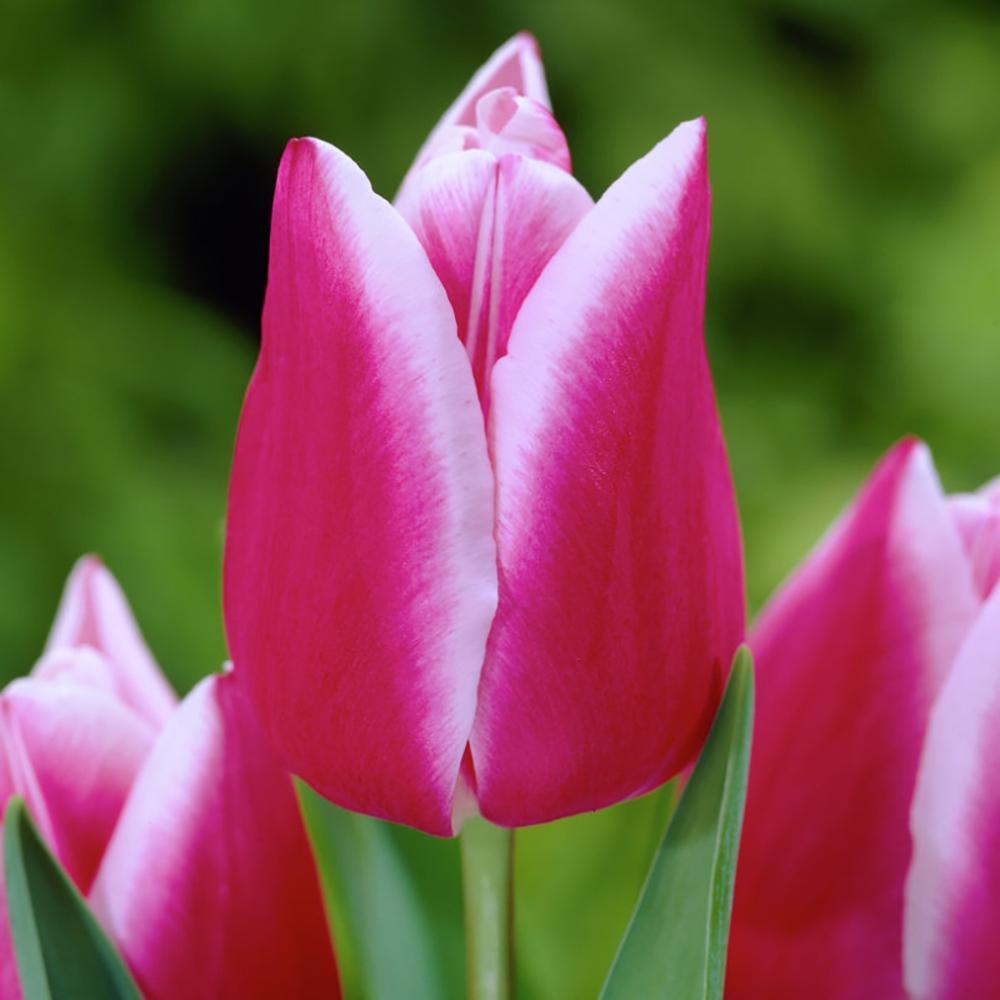 Bulbi Lalele Leo Visser (5 Bucati/Pachet)