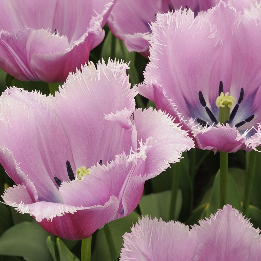 Bulbi Lalele Louvre (5 Bucati/Pachet)