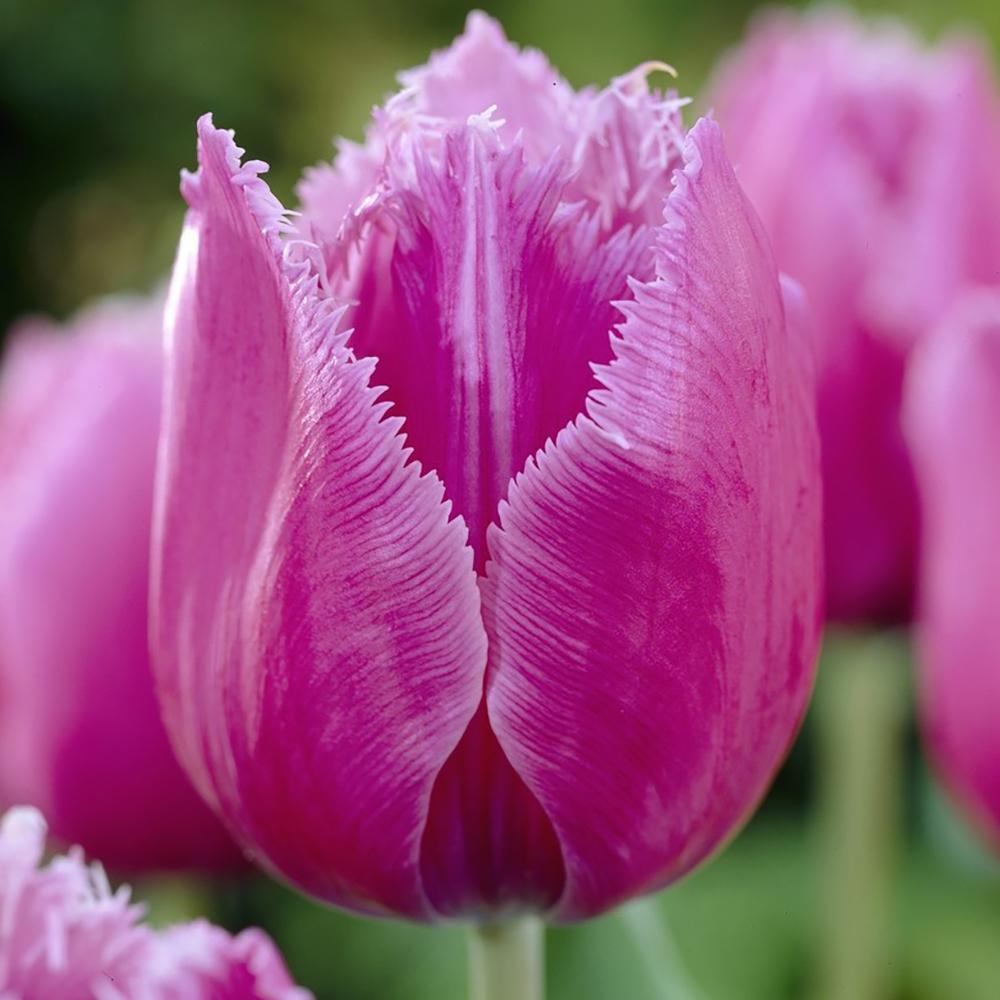 Bulbi Lalele Louvre (5 Bucati/Pachet)