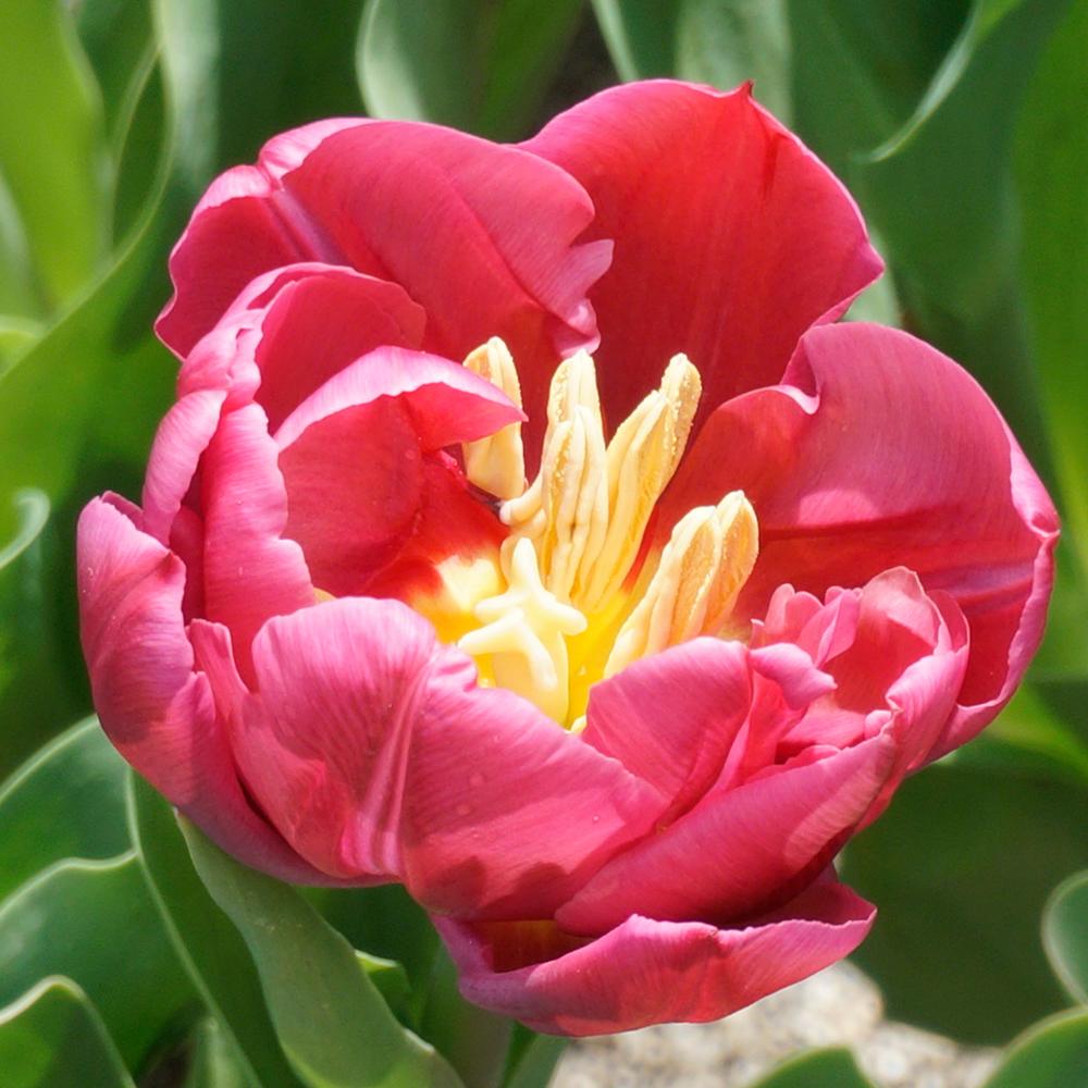 Bulbi Lalele Margarita (5 Bucati/Pachet)