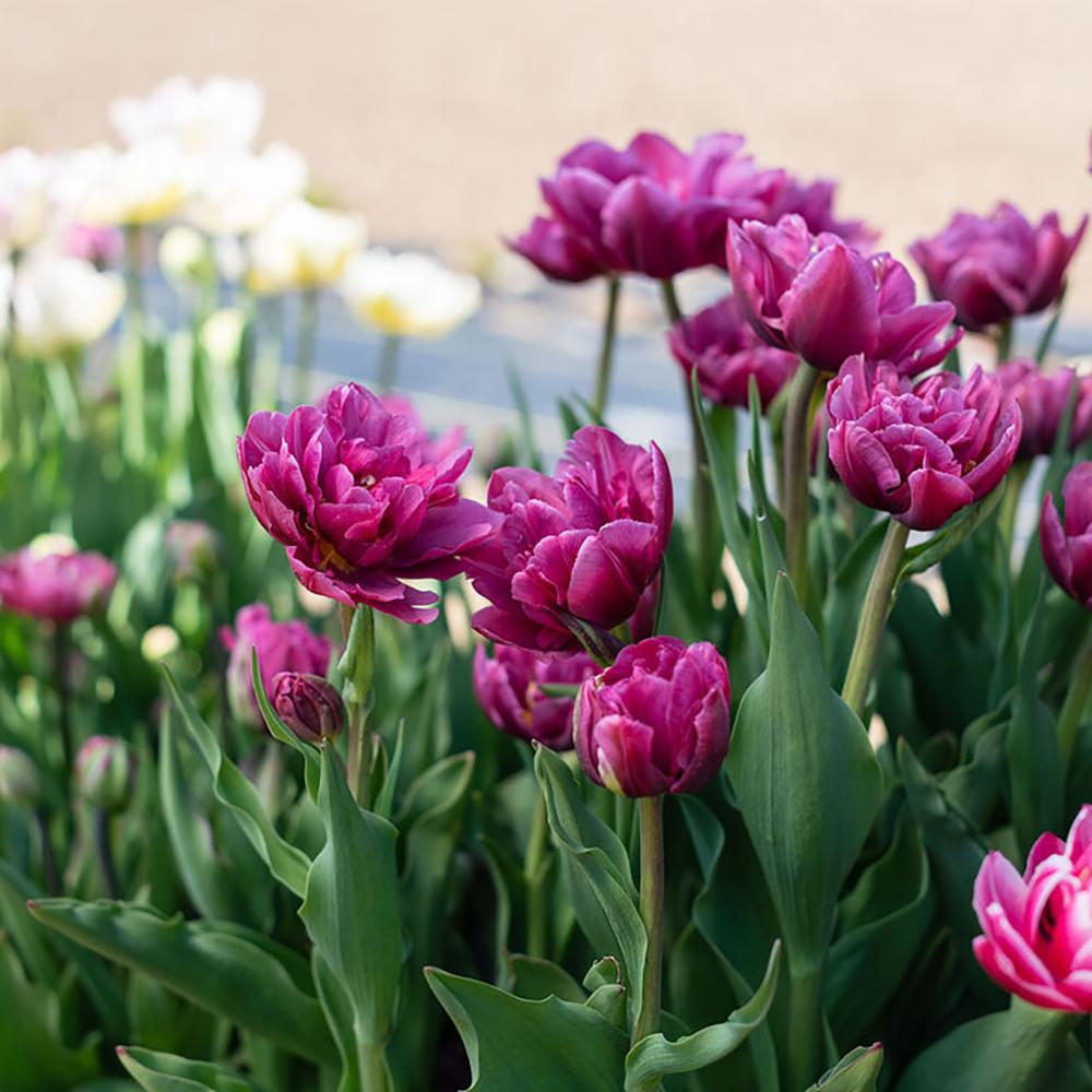 Bulbi Lalele Margarita (5 Bucati/Pachet)