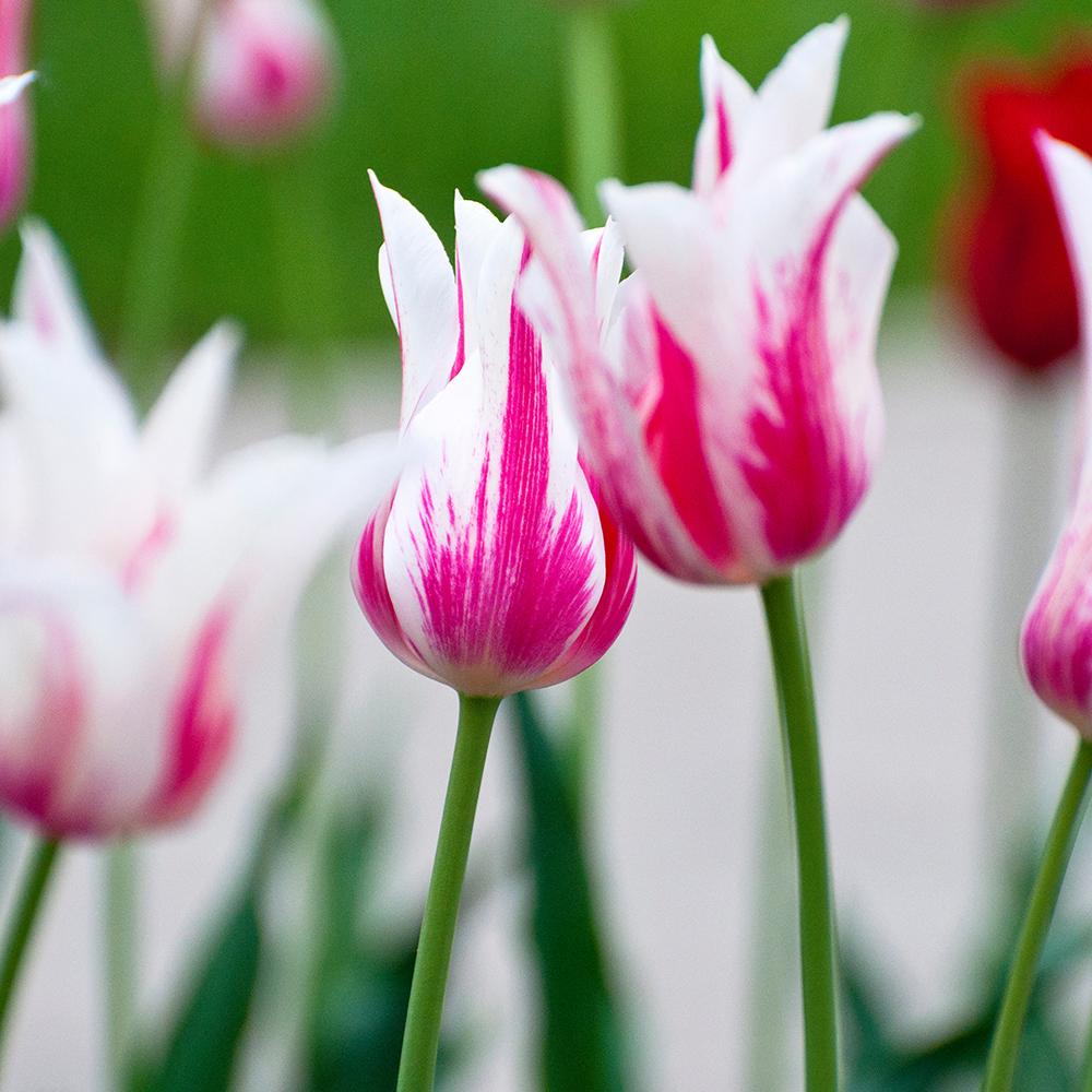 Bulbi Lalele Marilyn (5 Bucati/Pachet)