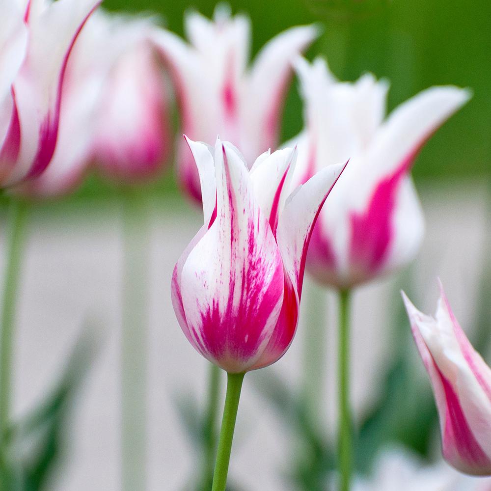 Bulbi Lalele Marilyn (5 Bucati/Pachet)