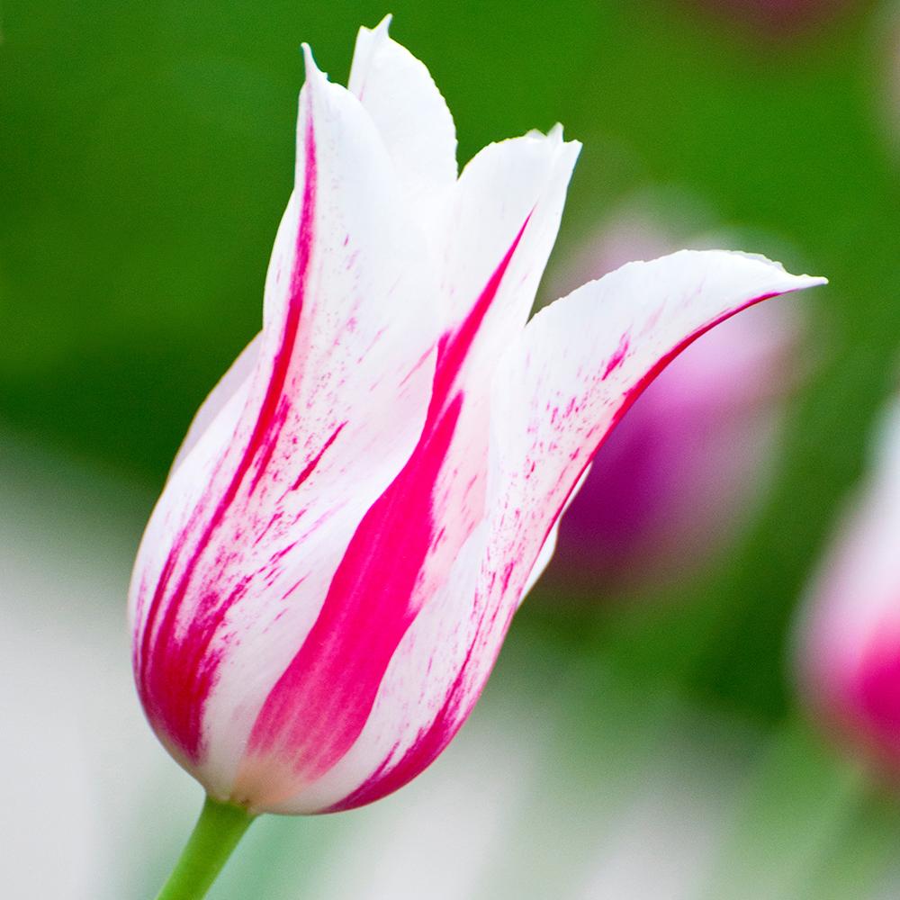 Bulbi Lalele Marilyn (5 Bucati/Pachet)