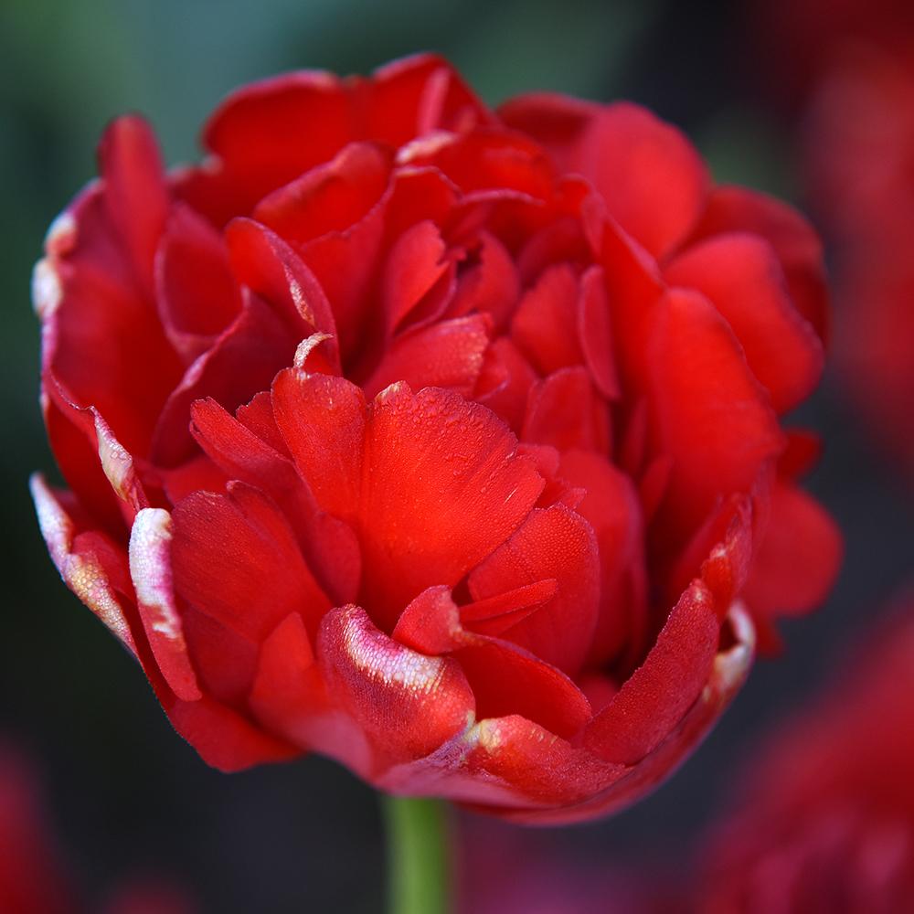 Bulbi Lalele Miranda (5 Bucati/Pachet)