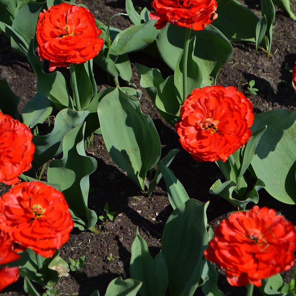 Bulbi Lalele Miranda (5 Bucati/Pachet)