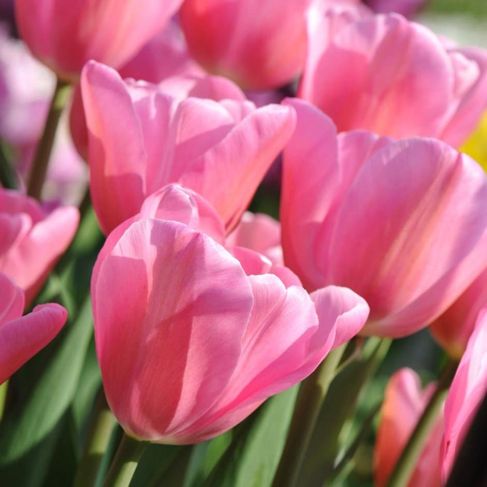 Bulbi Lalele Mistress (5 Bucati/Pachet)