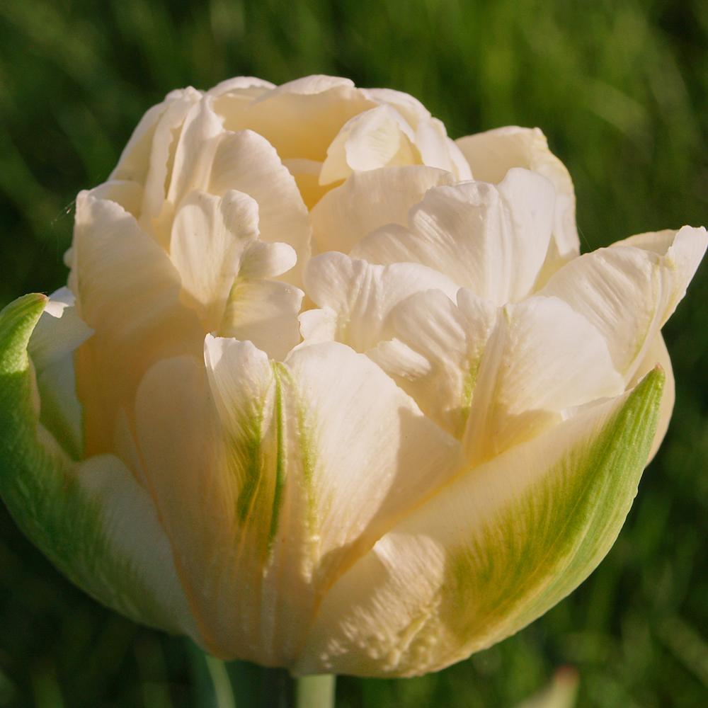 Bulbi Lalele Mount Tacoma (5 Bucati/Pachet)