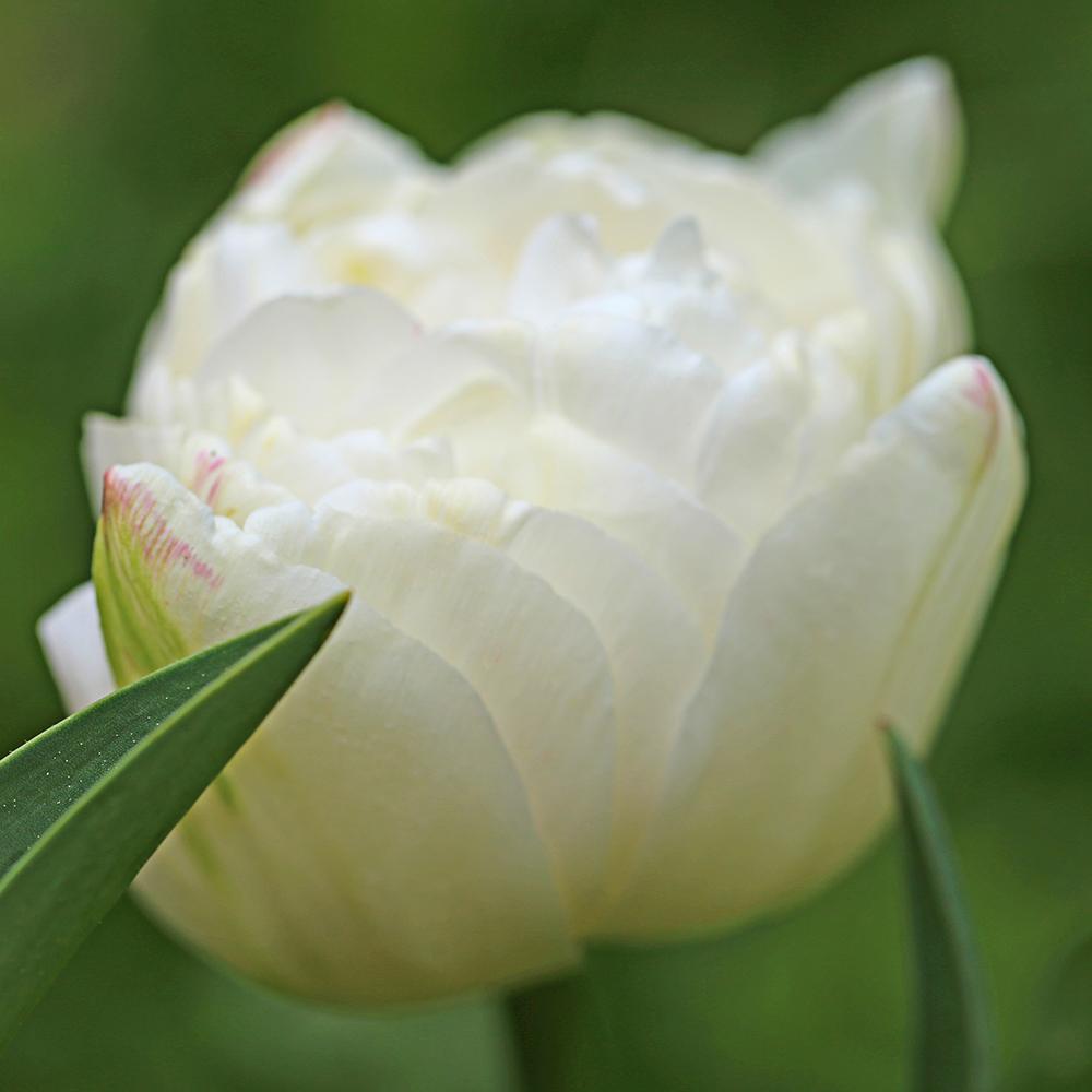 Bulbi Lalele Mount Tacoma (5 Bucati/Pachet)