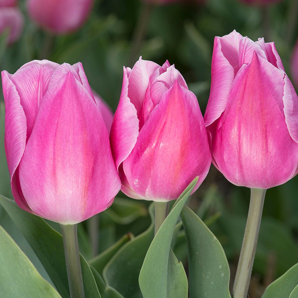 Bulbi Lalele Mystic Van Eijk (5 Bucati/Pachet)