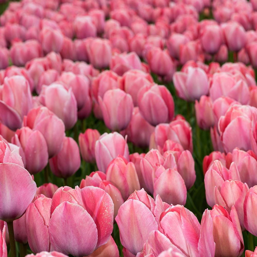 Bulbi Lalele Mystic Van Eijk (5 Bucati/Pachet)