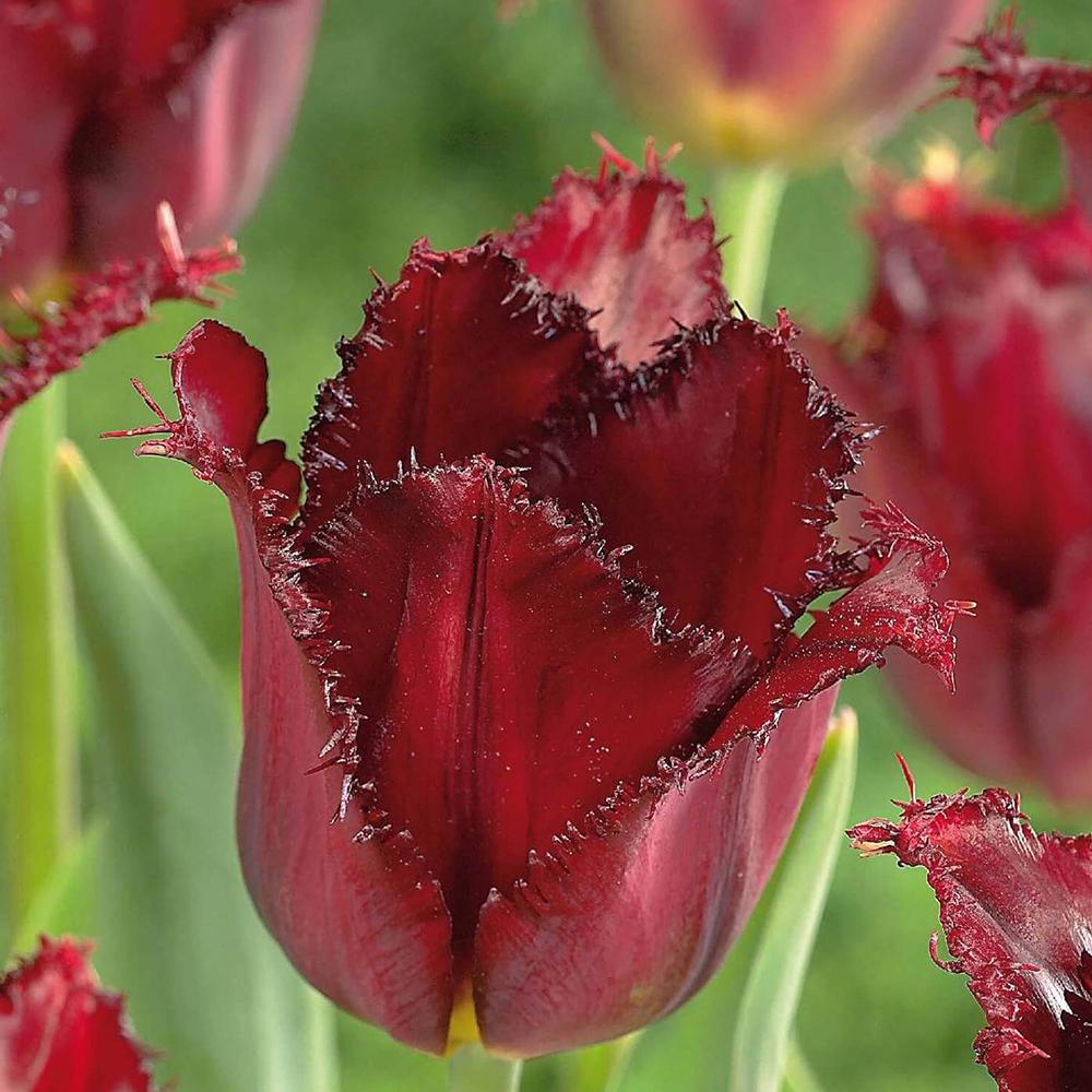 Bulbi Lalele Pacific Pearl (5 Bucati/Pachet)