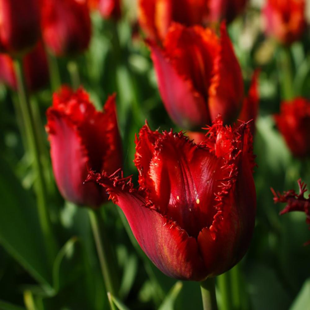 Bulbi Lalele Pacific Pearl (5 Bucati/Pachet)