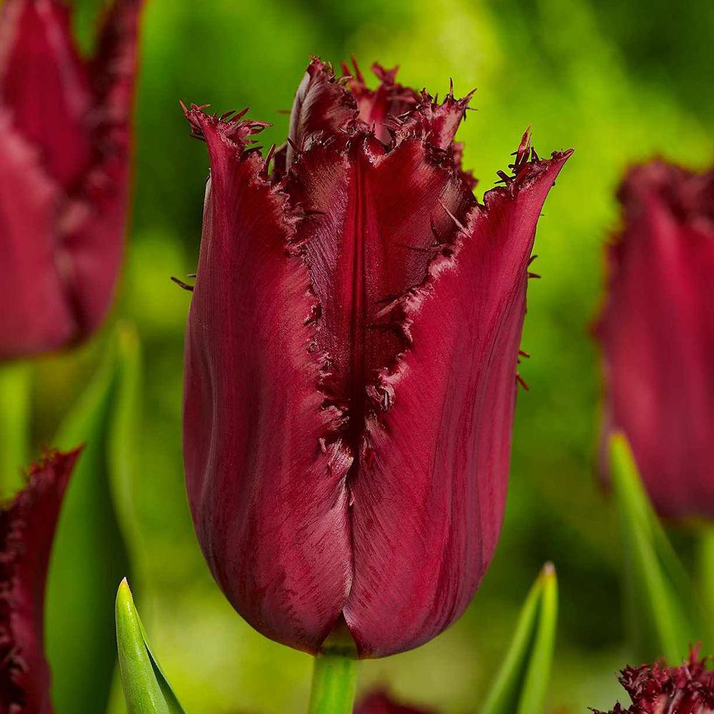 Bulbi Lalele Pacific Pearl (5 Bucati/Pachet)