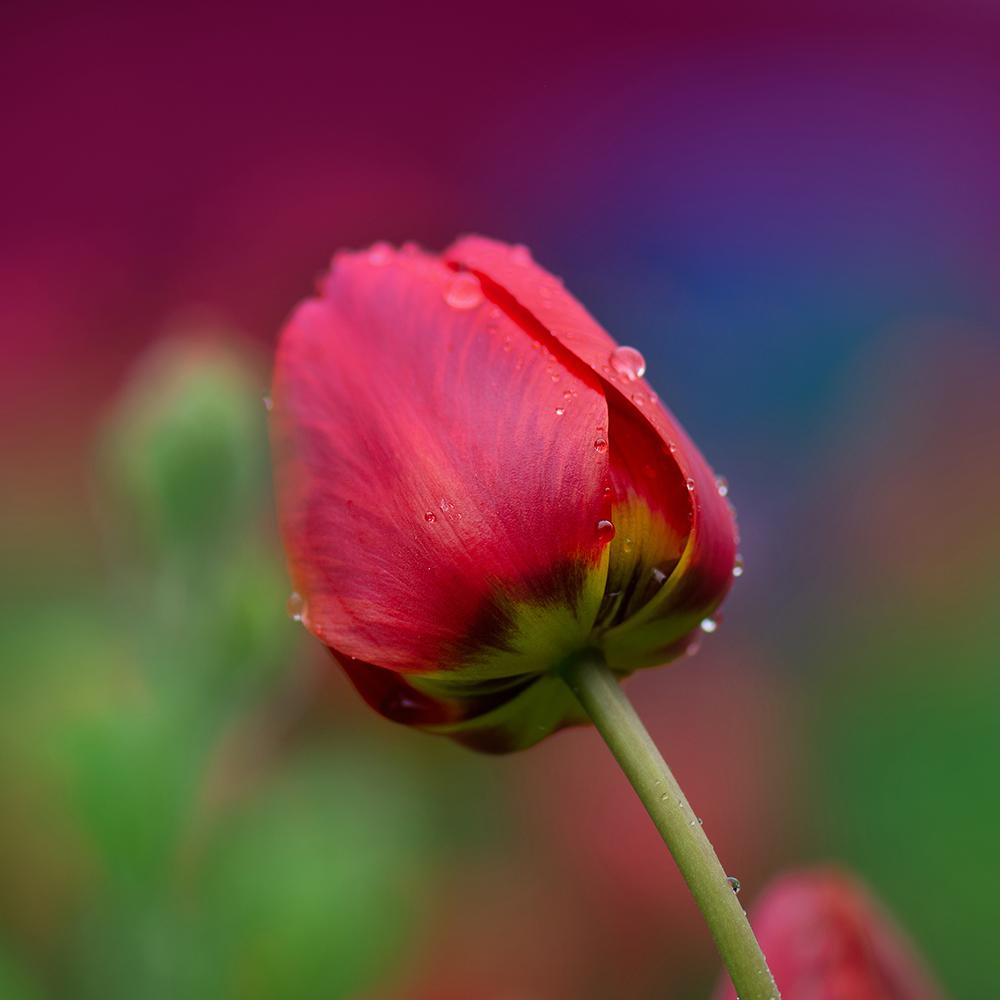 Bulbi Lalele Parade (5 Bucati/Pachet)