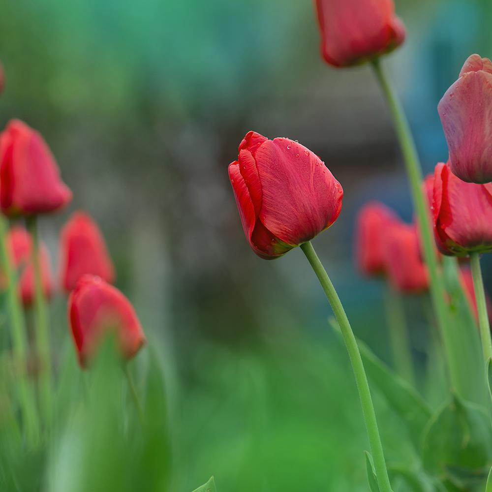 Bulbi Lalele Parade (5 Bucati/Pachet)