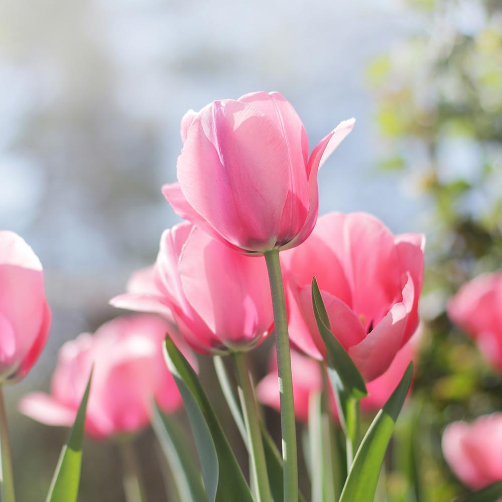 Bulbi Lalele Pink Impression, cu flori roz mari, set de 10 bulbi