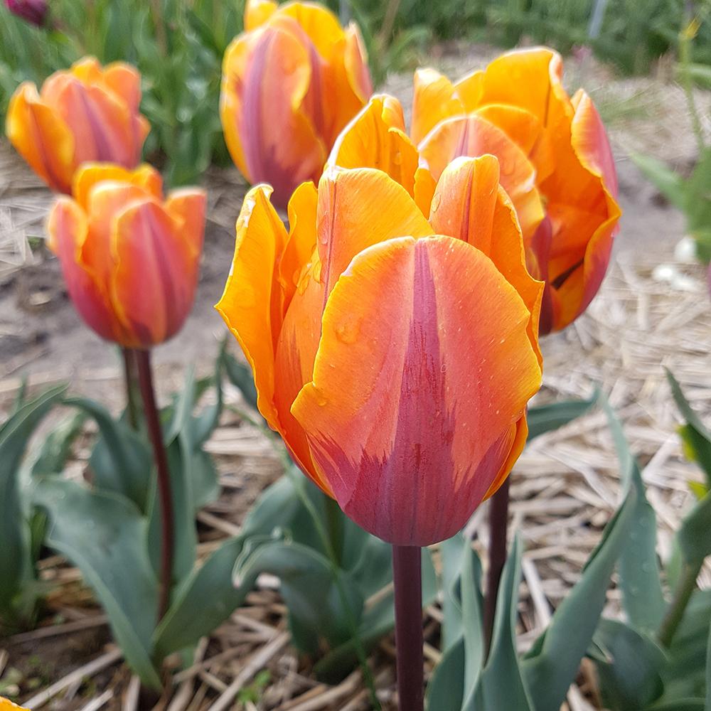 Bulbi Lalele Princes Irene (5 Bucati/Pachet)