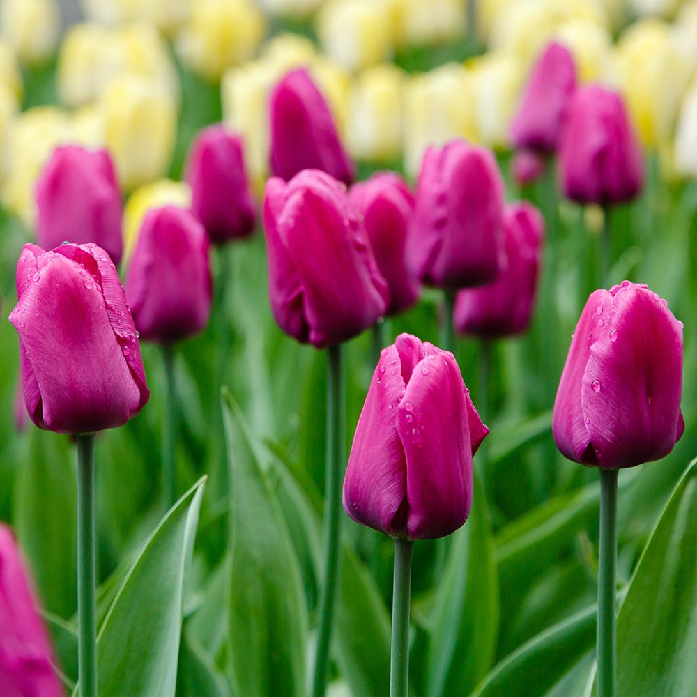 Bulbi Lalele Purple Prince, cu flori purpurii, set de 10 bulbi