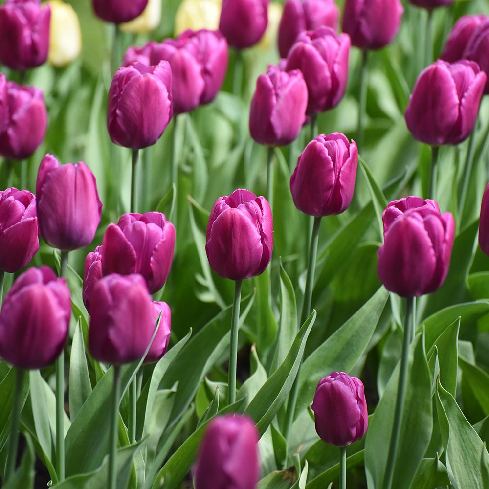 Bulbi Lalele Purple Prince, cu flori purpurii, set de 10 bulbi