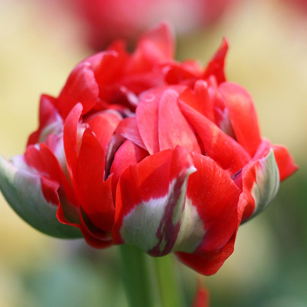 Bulbi Lalele Rococo Double (5 Bucati/Pachet)