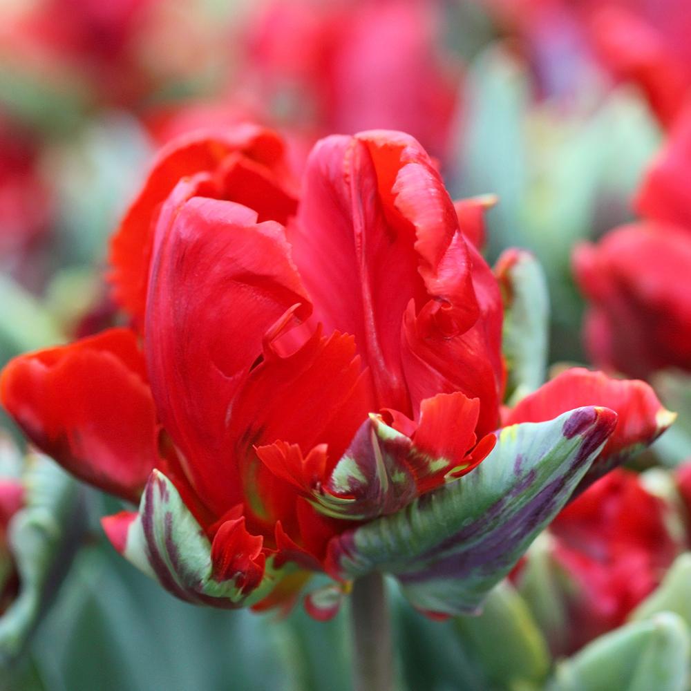 Bulbi Lalele Rococo Double (5 Bucati/Pachet)