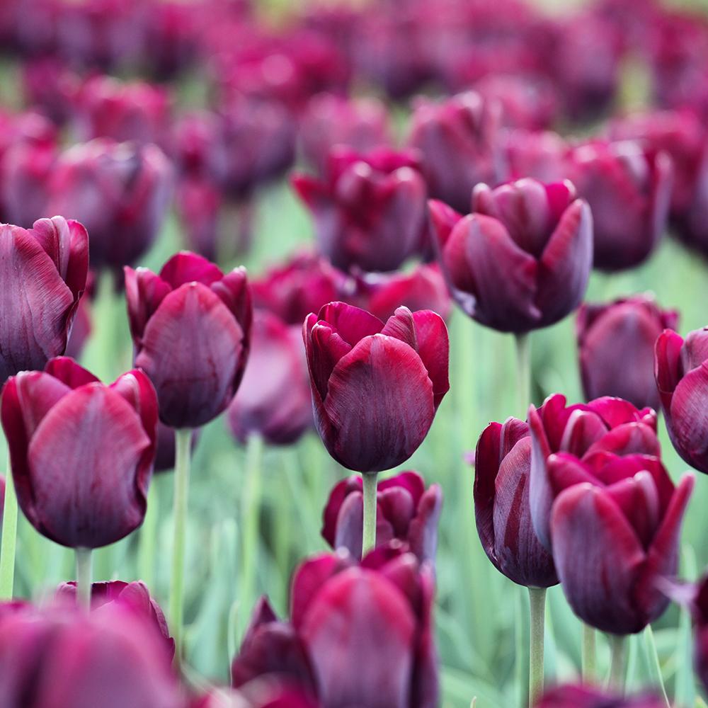 Bulbi Lalele Ronaldo (5 Bucati/Pachet)