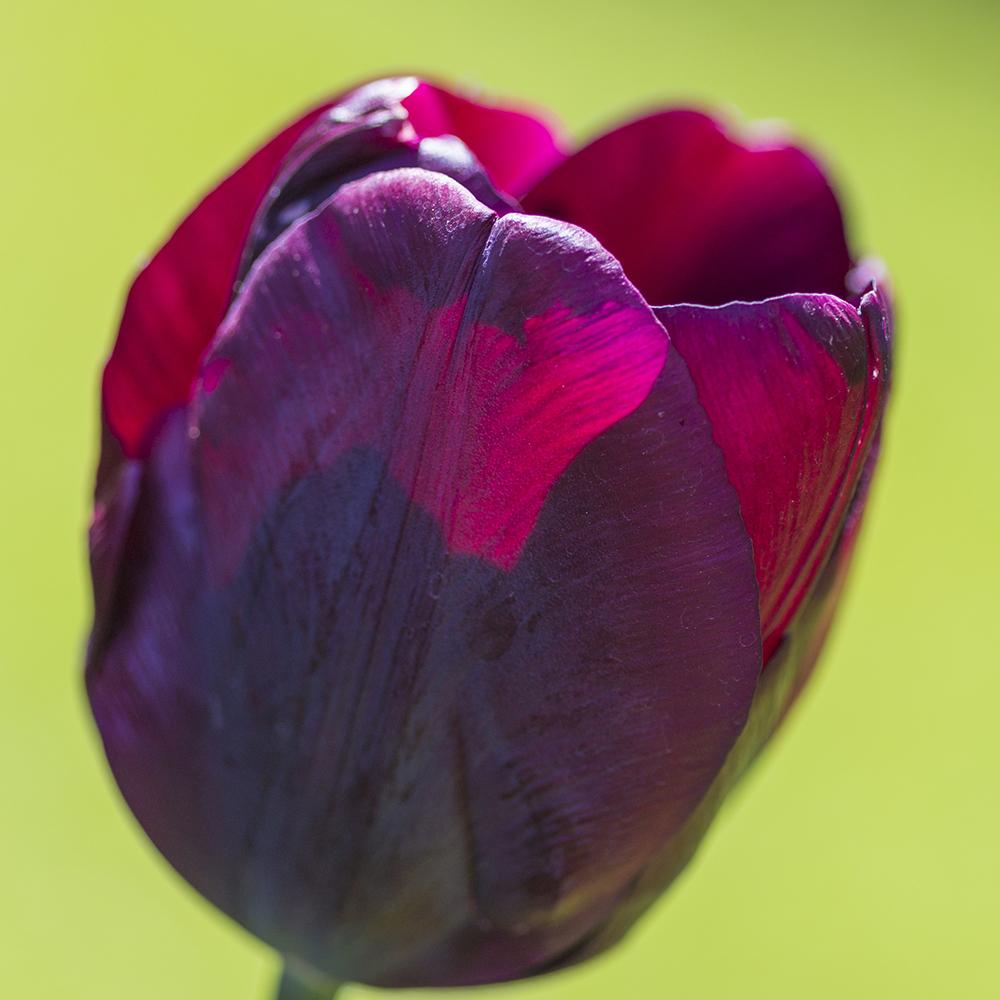 Bulbi Lalele Ronaldo (5 Bucati/Pachet)