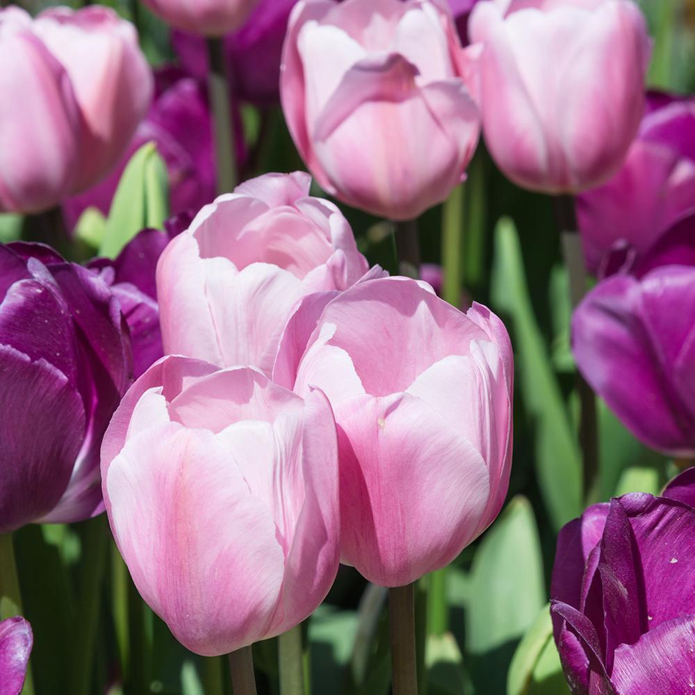 Bulbi Lalele Rosalie (5 Bucati/Pachet)