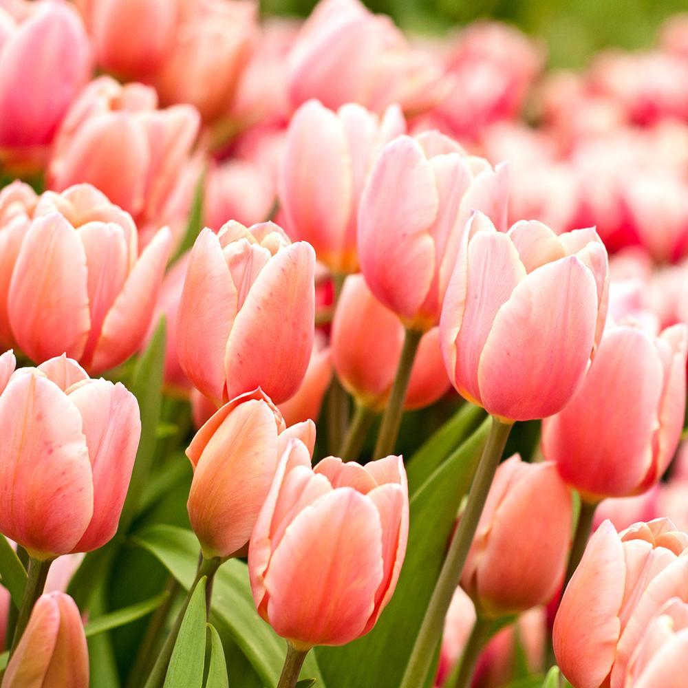 Bulbi Lalele Salmon Van Eijk (5 Bucati/Pachet)