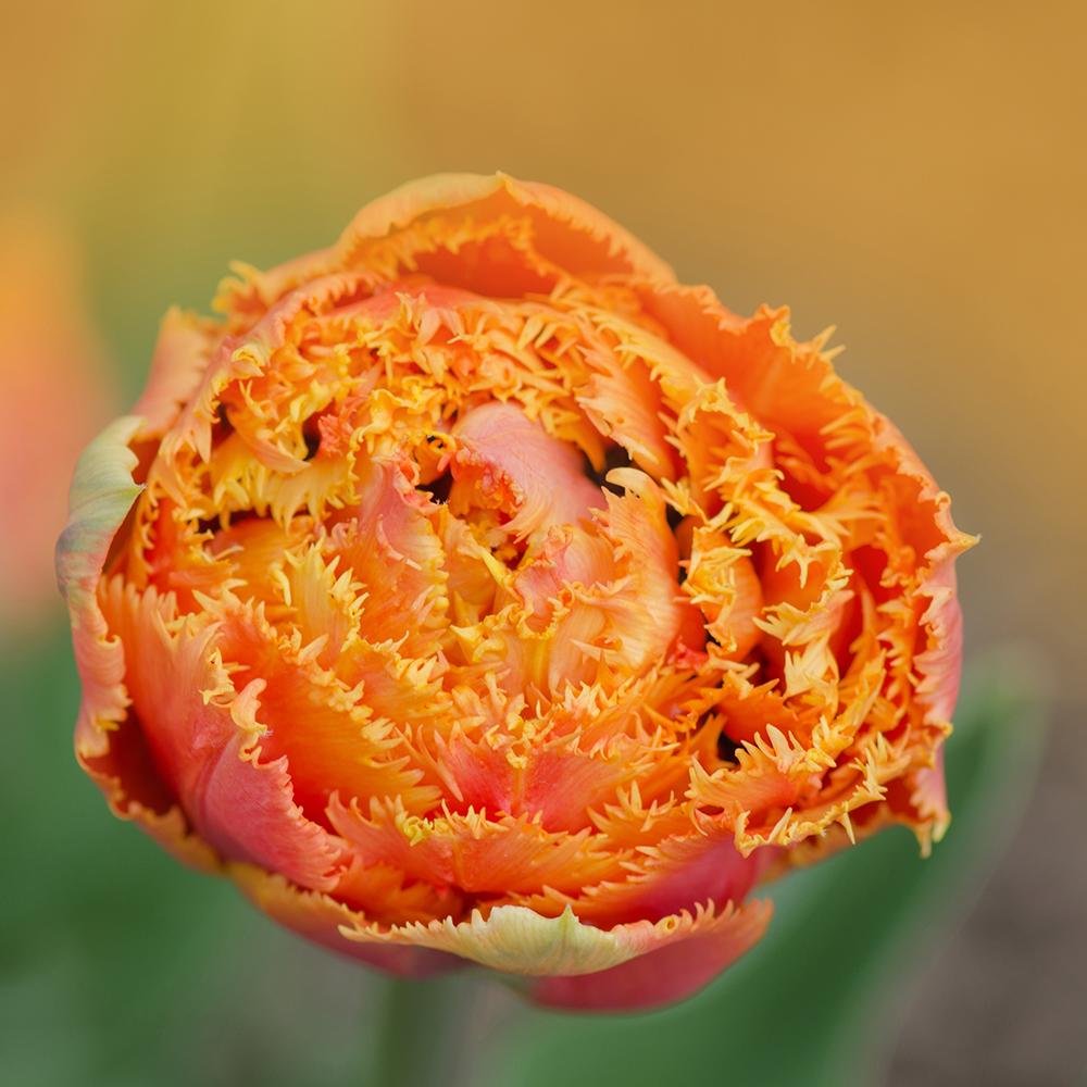 Bulbi Lalele Sensual Touch (5 Bucati/Pachet)