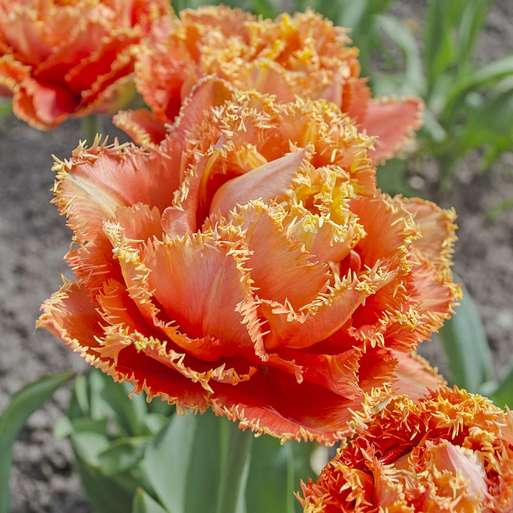 Bulbi Lalele Sensual Touch (5 Bucati/Pachet)