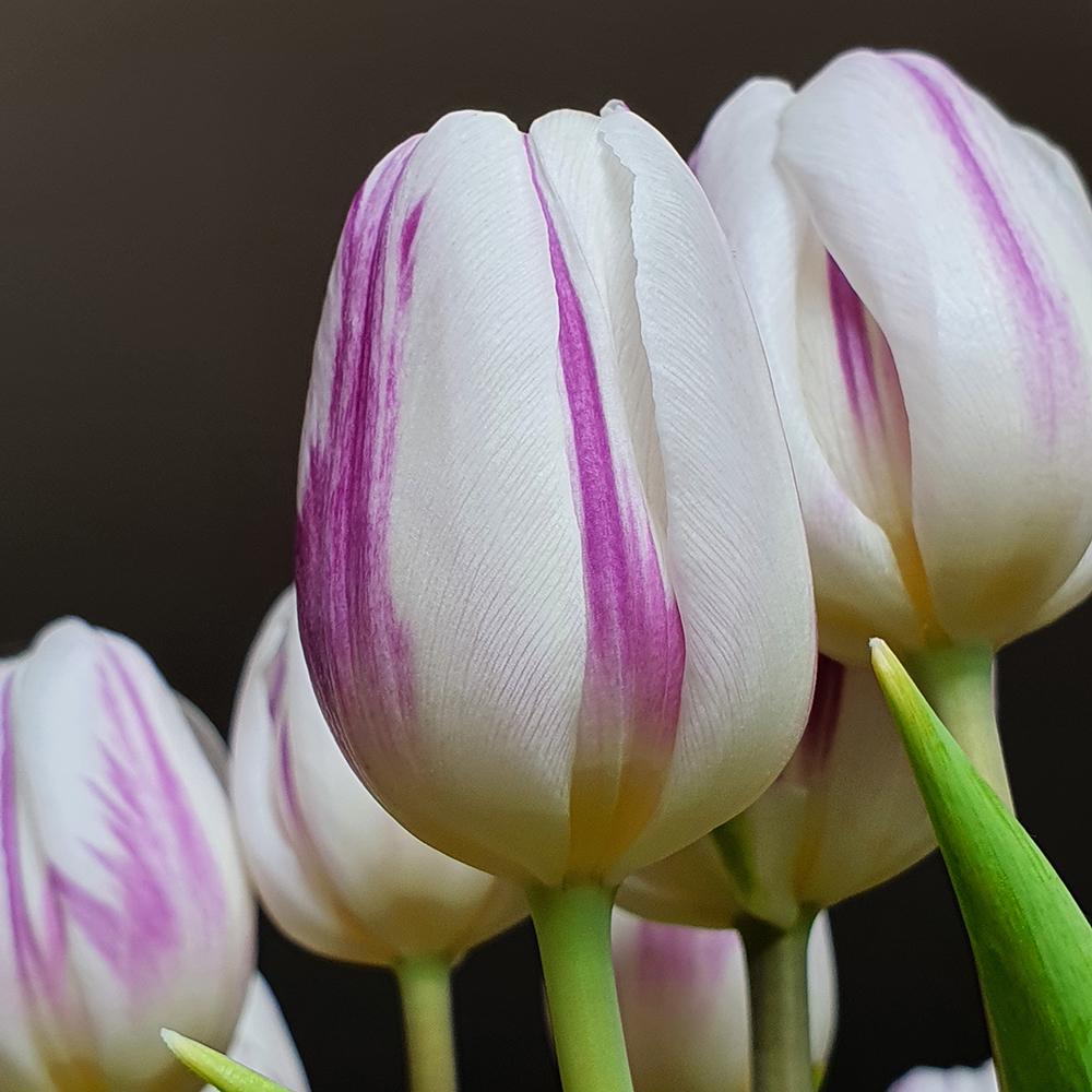 Bulbi Lalele Striped Flag (5 Bucati/Pachet)