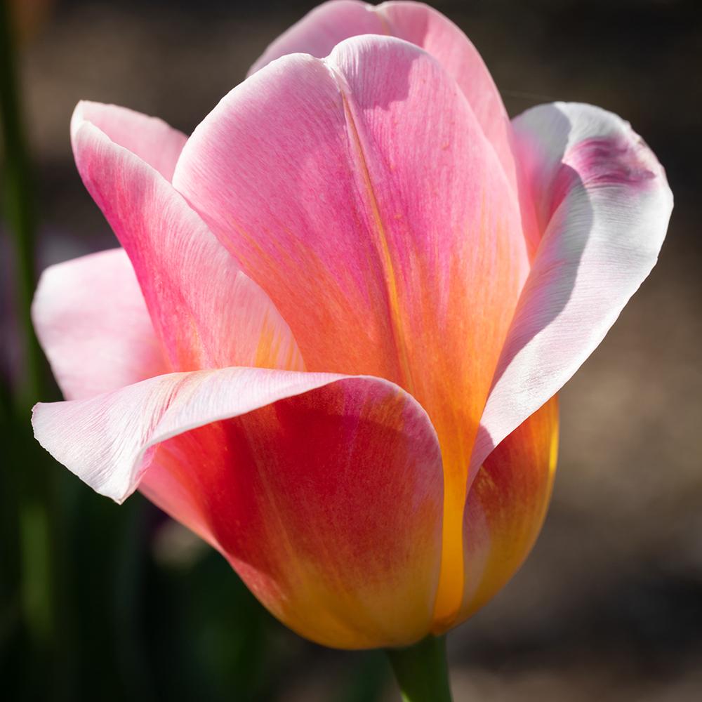 Bulbi Lalele Tom Pouce (5 Bucati/Pachet)