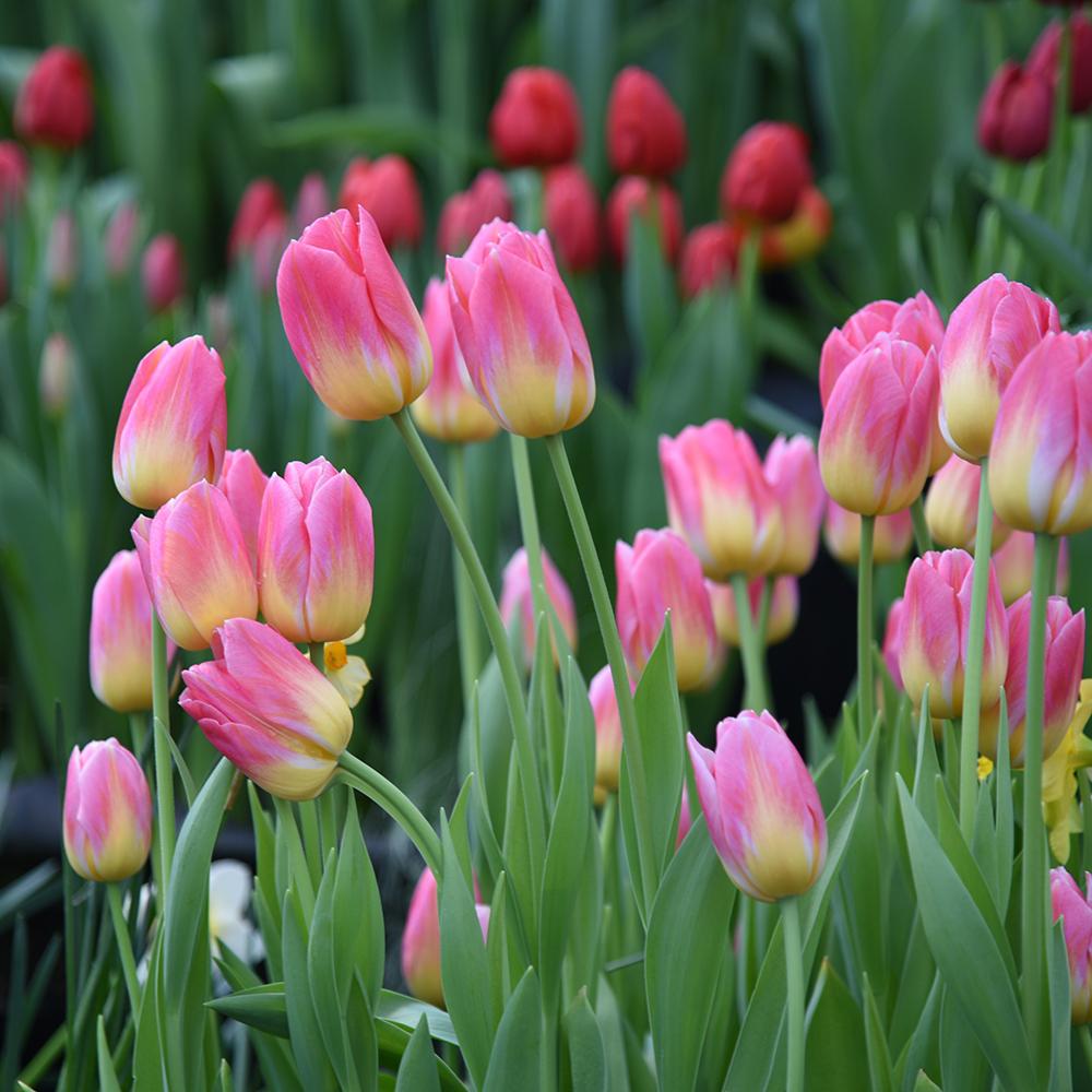 Bulbi Lalele Tom Pouce (5 Bucati/Pachet)