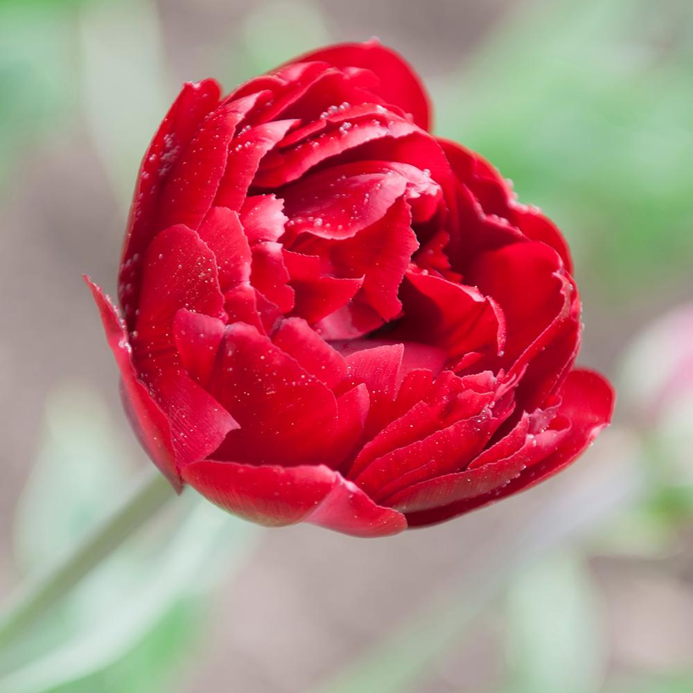 Bulbi Lalele Uncle Tom (5 Bucati/Pachet)