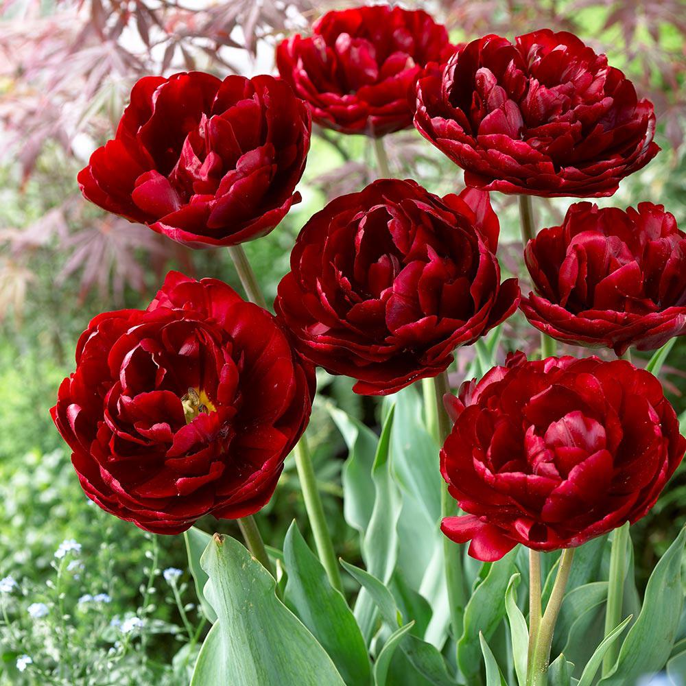 Bulbi Lalele Uncle Tom (5 Bucati/Pachet)