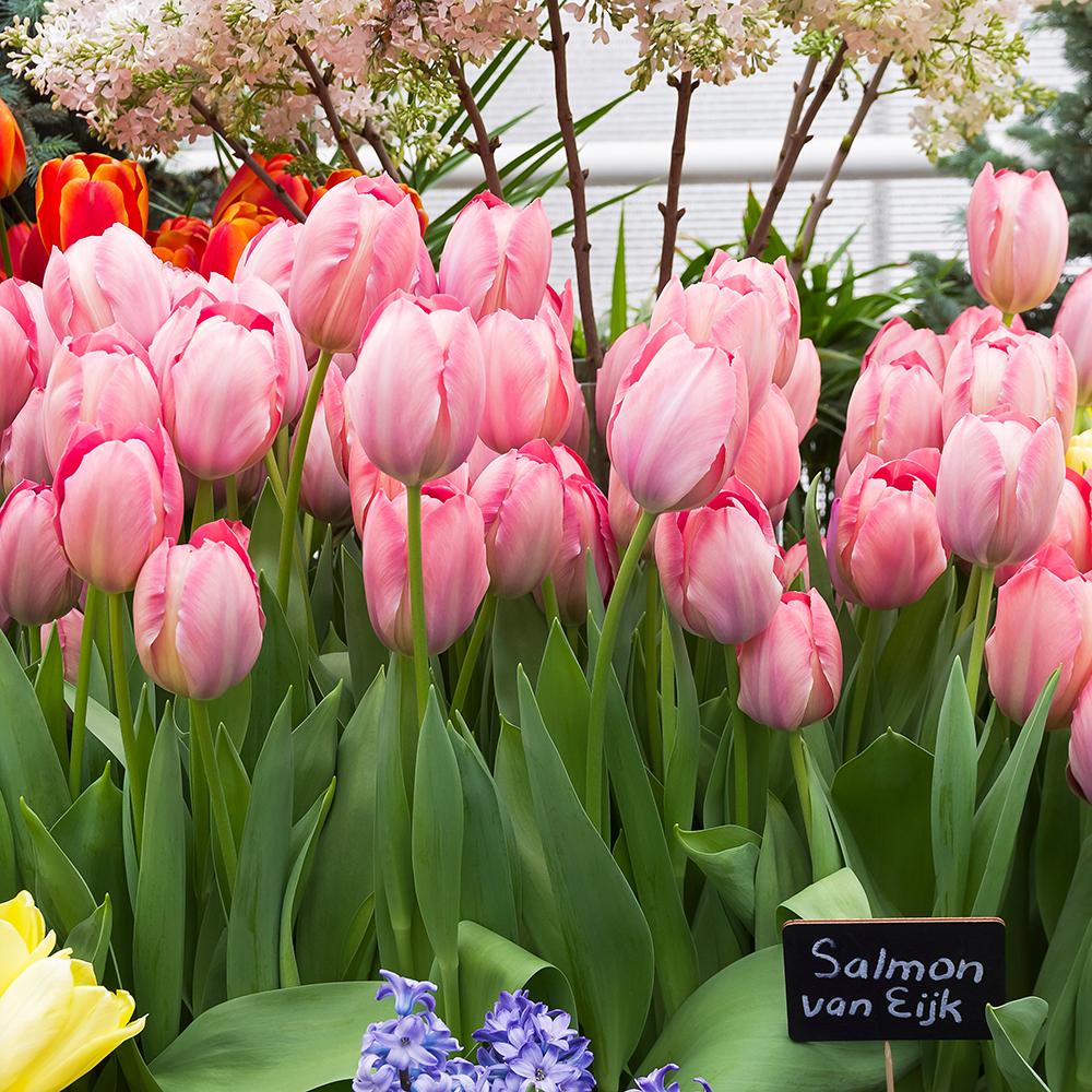 Bulbi Lalele Van Eijk (5 Bucati/Pachet)