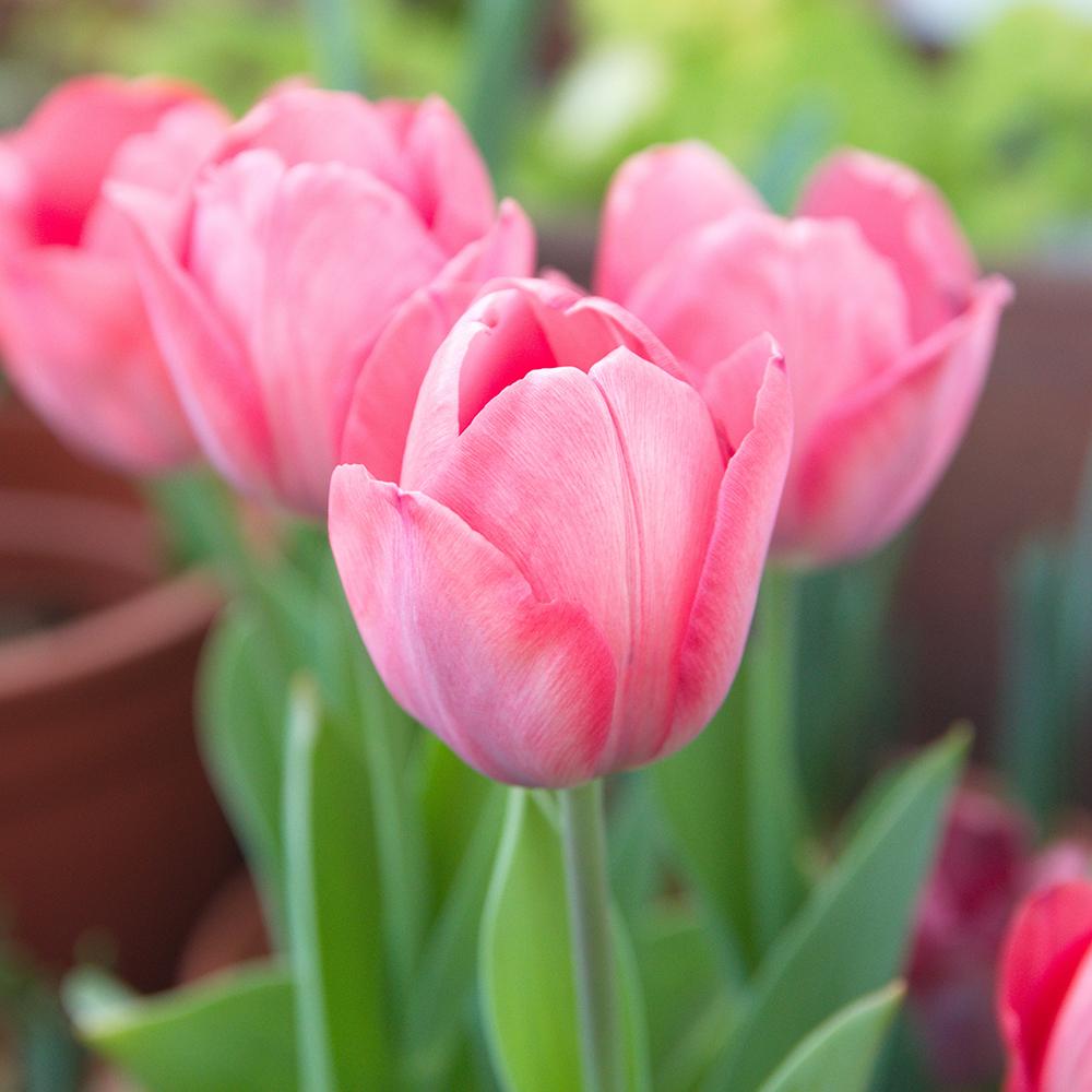 Bulbi Lalele Van Eijk (5 Bucati/Pachet)