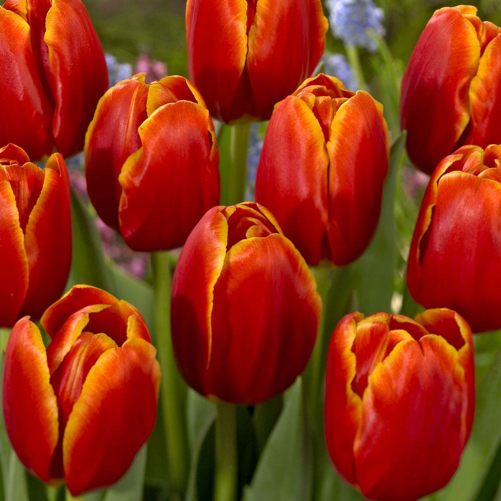 Bulbi Lalele Verandi (5 Bucati/Pachet)