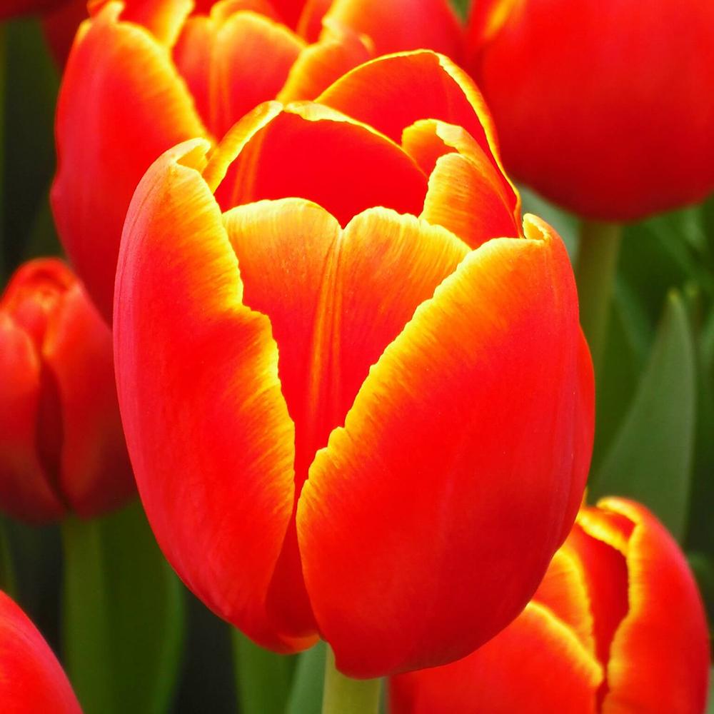 Bulbi Lalele Verandi (5 Bucati/Pachet)