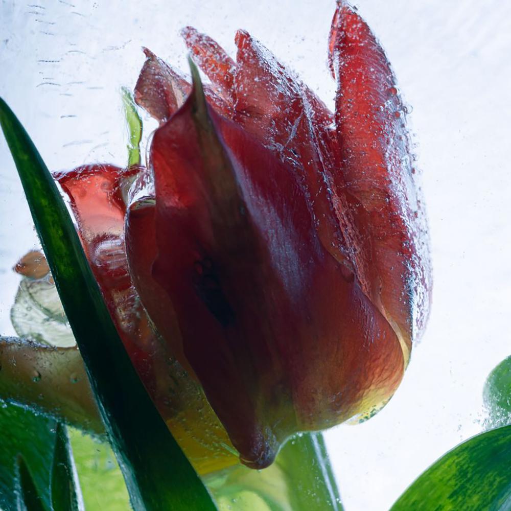 Bulbi Lalele Viking (5 Bucati/Pachet)