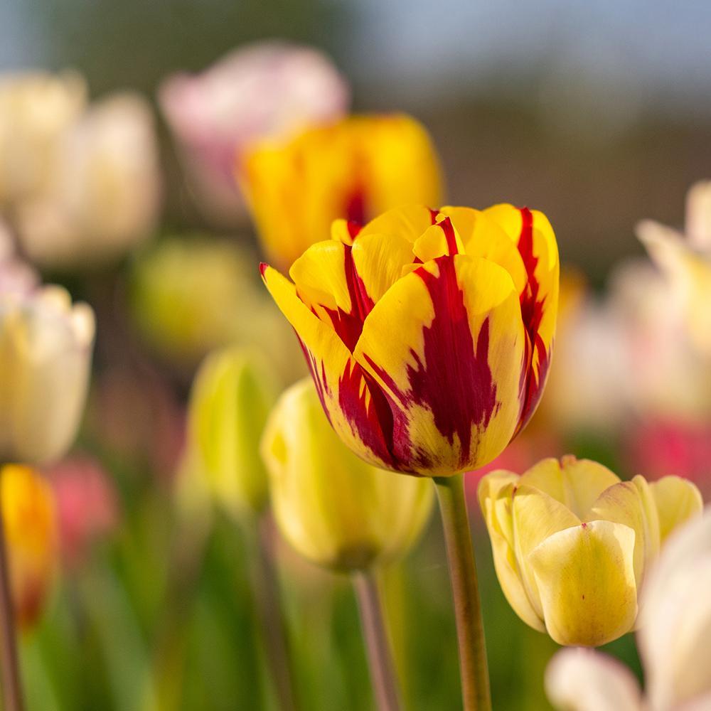 Bulbi Lalele Washington (5 Bucati/Pachet)