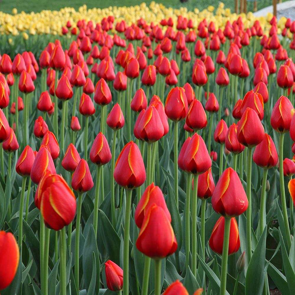 Bulbi Lalele Worlds Favourite (5 Bucati/Pachet)