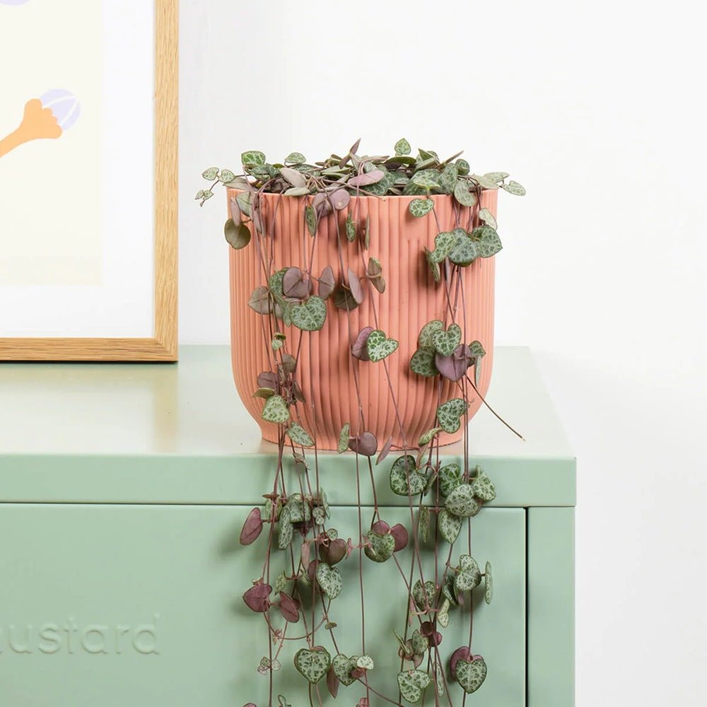 Lantul Inimilor (Ceropegia Woodii), frunze in forma de inima, verde-argintii, suport de agatat