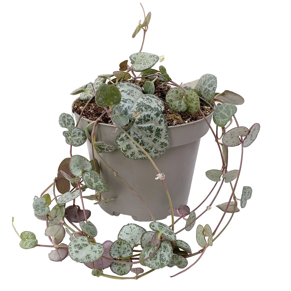 Lantul Inimilor (Ceropegia Woodii), frunze in forma de inima, verde-argintii, suport de agatat