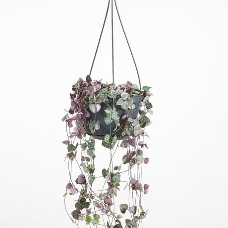 Lantul Inimilor Tricolor (Ceropegia Woodii) Variegata, Lantul Inimilor (Ceropegia Woodii), frunze in forma de inima, roz-verde-argintii, suport de agatat