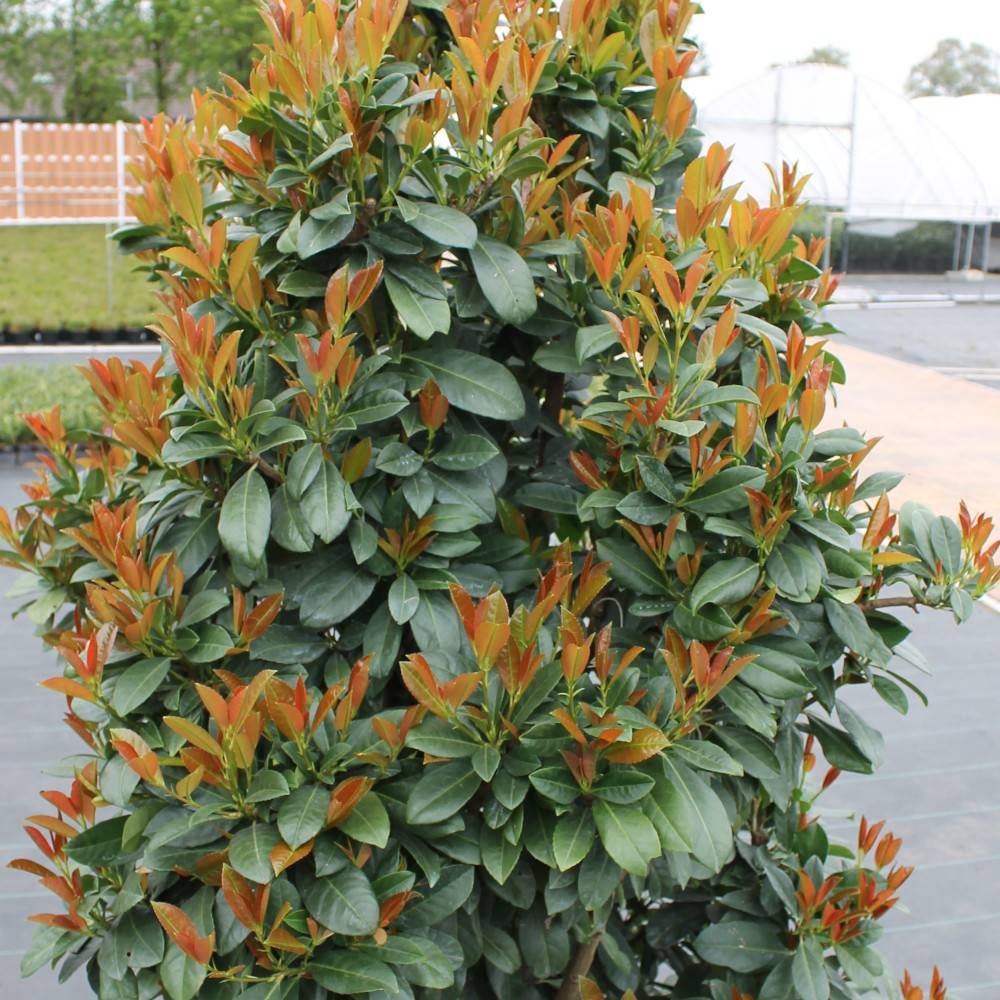 Laur Englezesc Vesnic Verde Bonaparte Regal (Laurocires), Gard Viu cu Flori