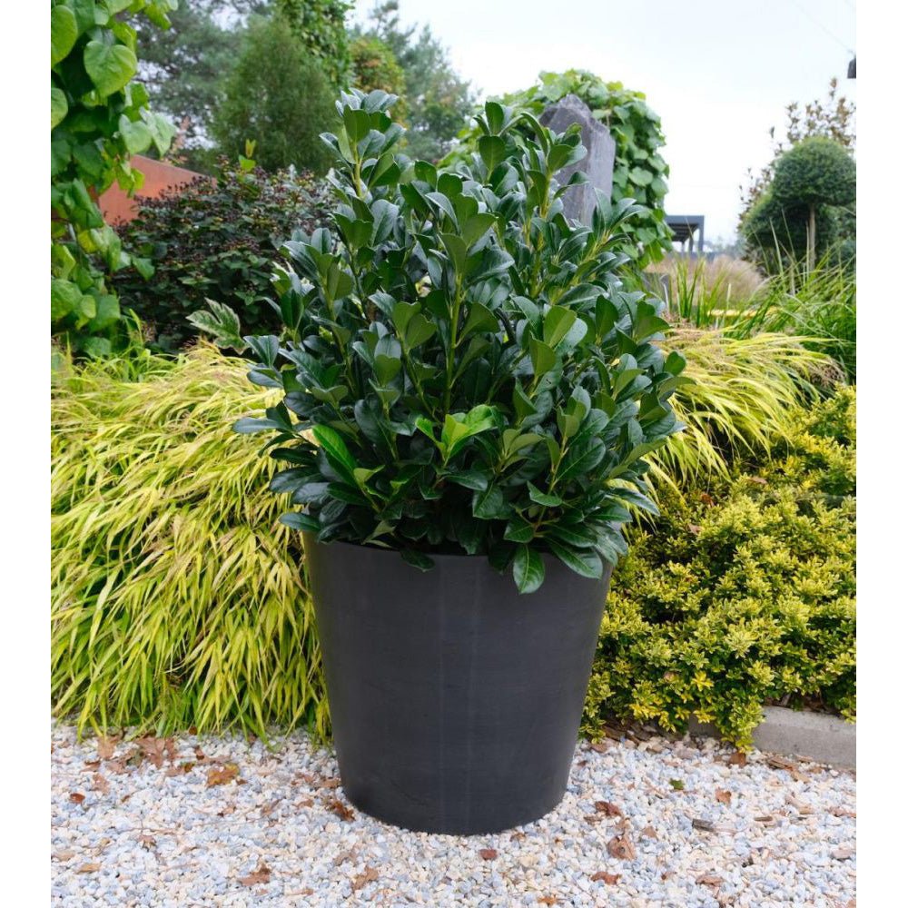 Laur Englezesc Vesnic Verde Bonaparte Regal (Laurocires), Gard Viu cu Flori