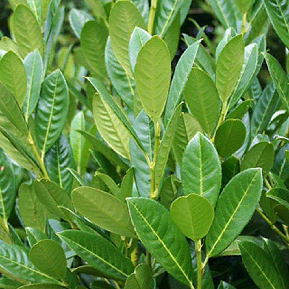 Laur Englezesc Vesnic Verde Green Torch (Laurocires), Gard Viu cu Flori